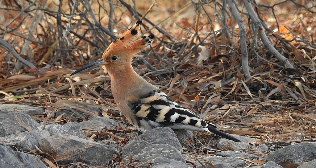 Dudek, dudek zwyczajny (Upupa epops)