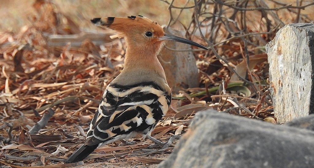 Dudek, dudek zwyczajny (Upupa epops)