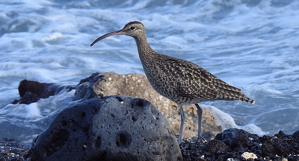 Kulik mniejszy (Numenius phaeopus)