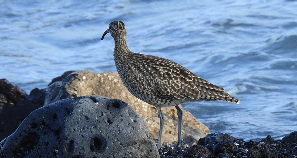 Kulik mniejszy (Numenius phaeopus)