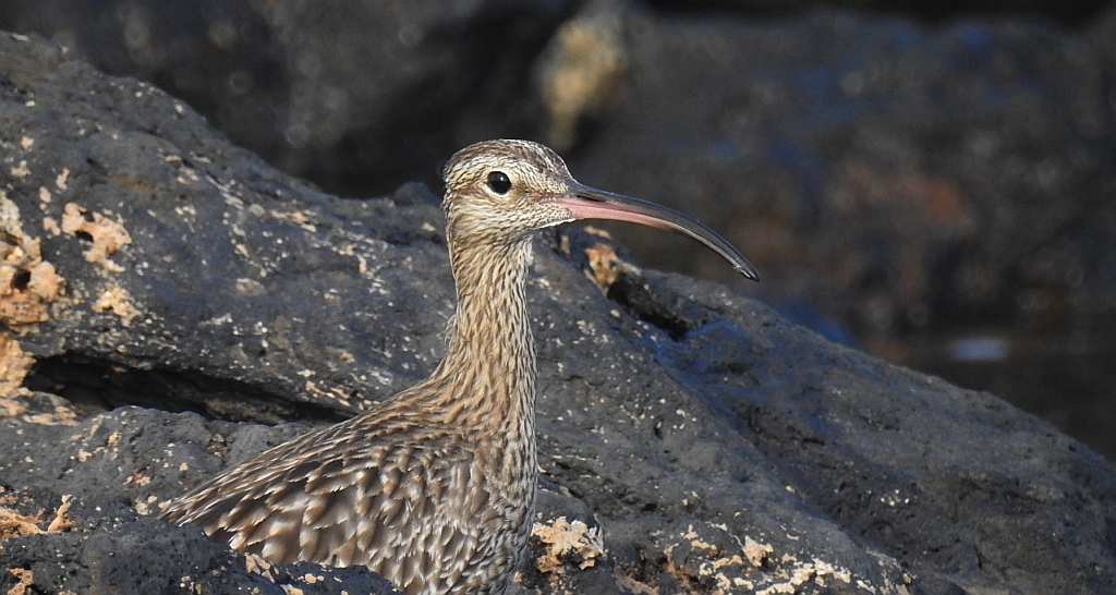 Kulik mniejszy (Numenius phaeopus)