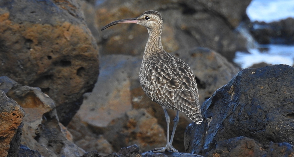 Kulik mniejszy (Numenius phaeopus)