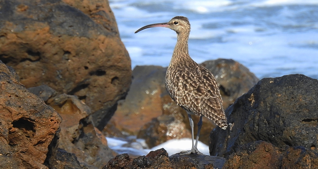 Kulik mniejszy (Numenius phaeopus)
