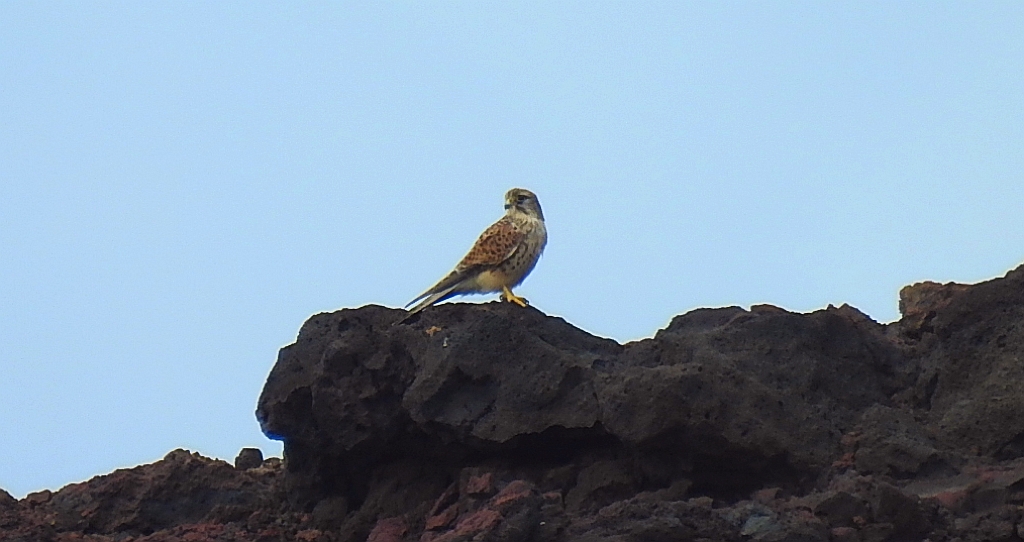 Pustułka (Falco tinnunculus)