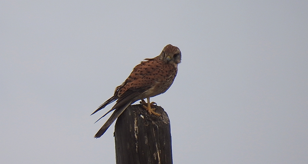 Pustułka (Falco tinnunculus)