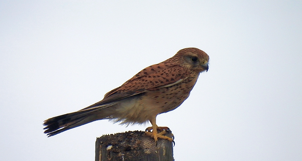 Pustułka (Falco tinnunculus)