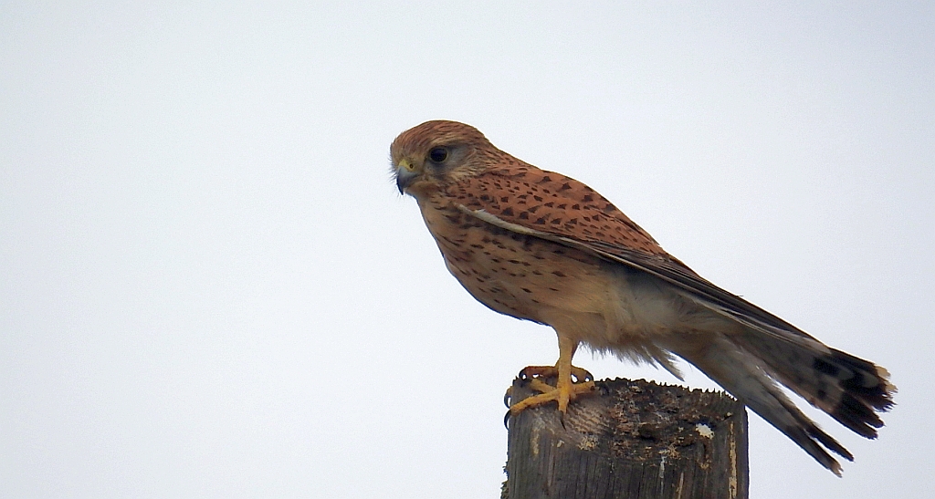 Pustułka (Falco tinnunculus)