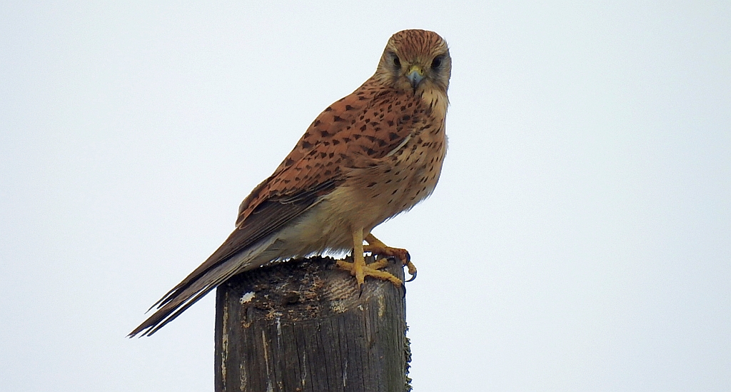 Pustułka (Falco tinnunculus)