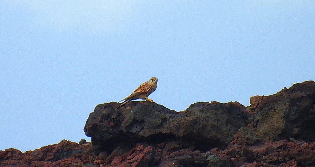 Pustułka (Falco tinnunculus)