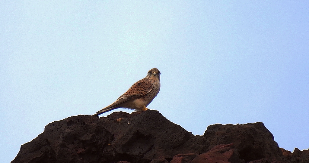 Pustułka (Falco tinnunculus)