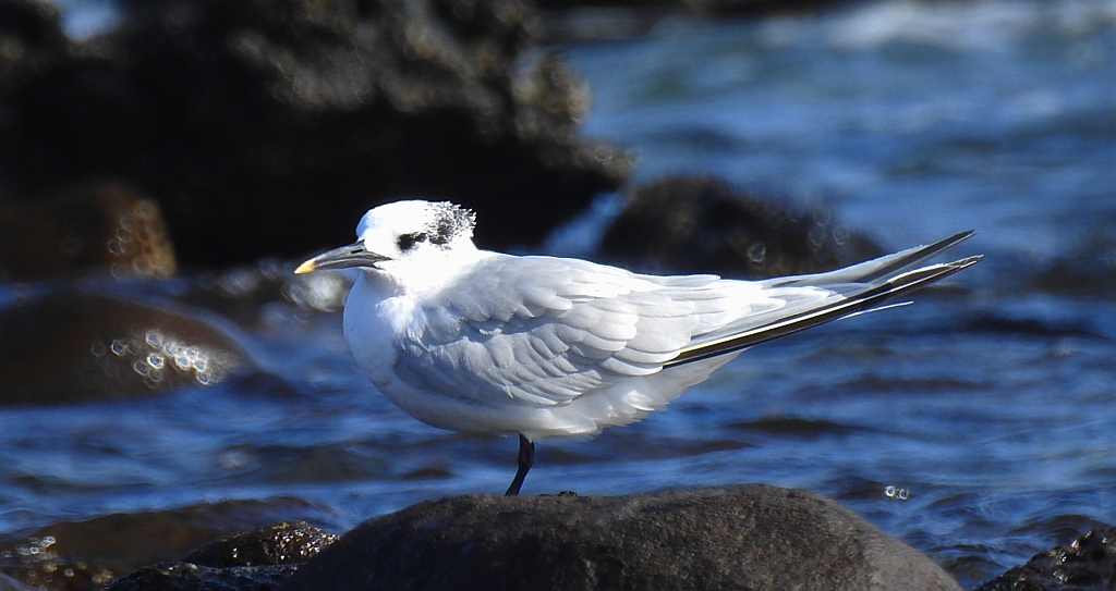 Rybitwa czubata (Sterna sandvicensis)