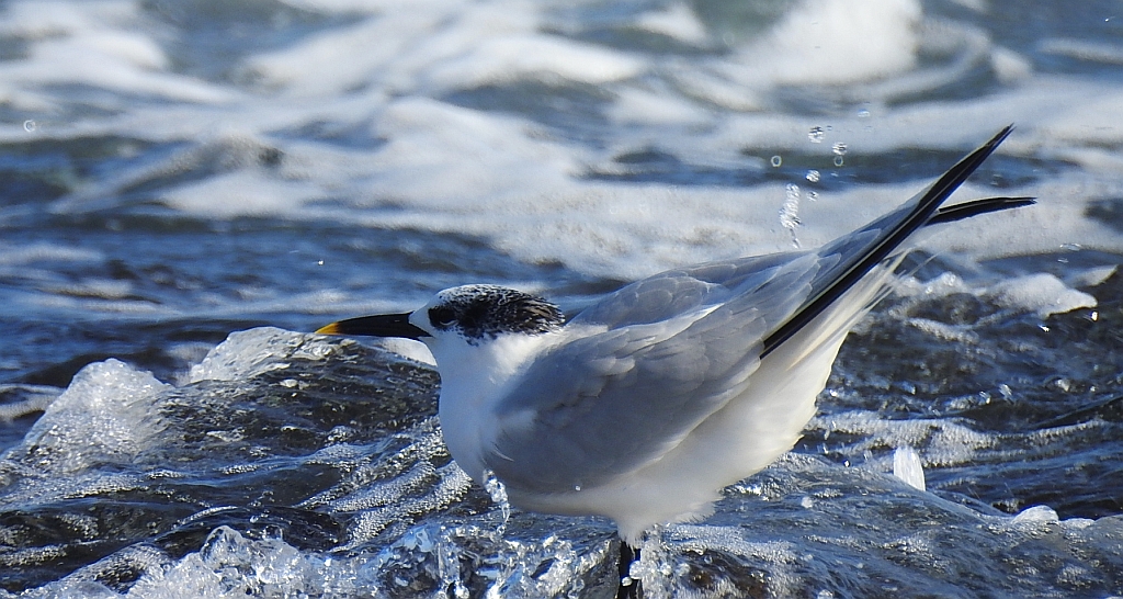 Rybitwa czubata (Sterna sandvicensis)