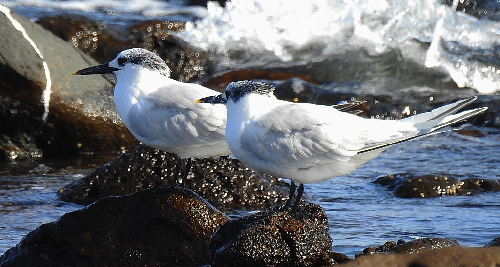 Rybitwa czubata (Sterna sandvicensis)