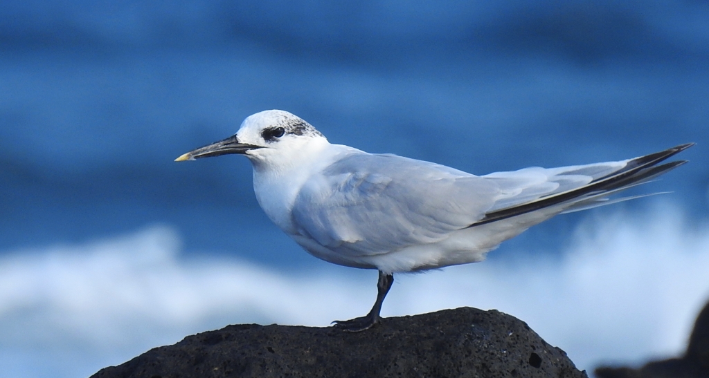 Rybitwa czubata (Sterna sandvicensis)