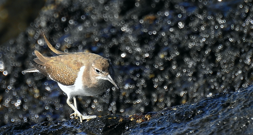 Brodziec piskliwy, brodziec krzykliwy, kuliczek piskliwy, piskliwiec (Actitis hypoleucos)