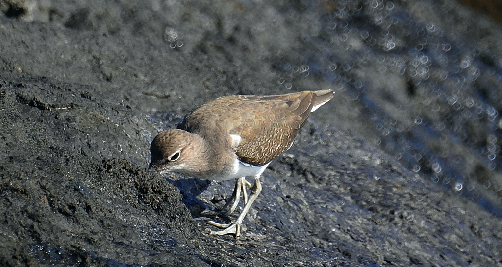 Brodziec piskliwy, brodziec krzykliwy, kuliczek piskliwy, piskliwiec (Actitis hypoleucos)