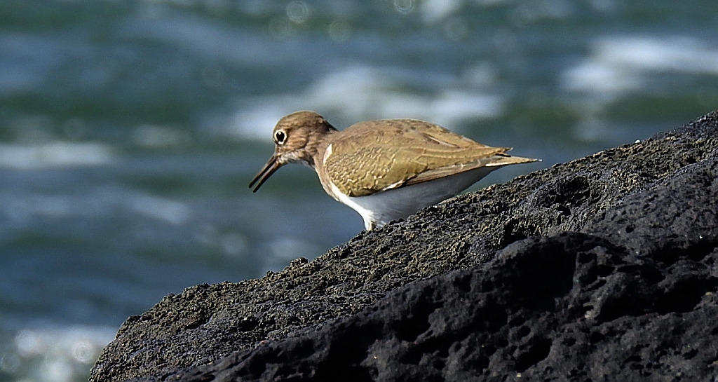 Brodziec piskliwy, brodziec krzykliwy, kuliczek piskliwy, piskliwiec (Actitis hypoleucos)