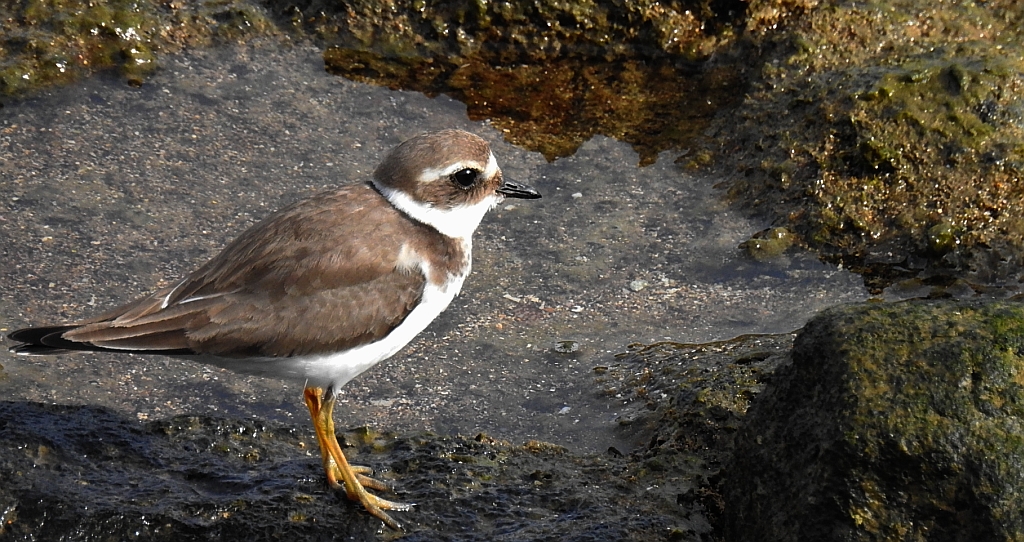 Sieweczka morska (Charadrius alexandrinus)