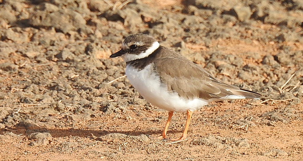 Sieweczka morska (Charadrius alexandrinus)