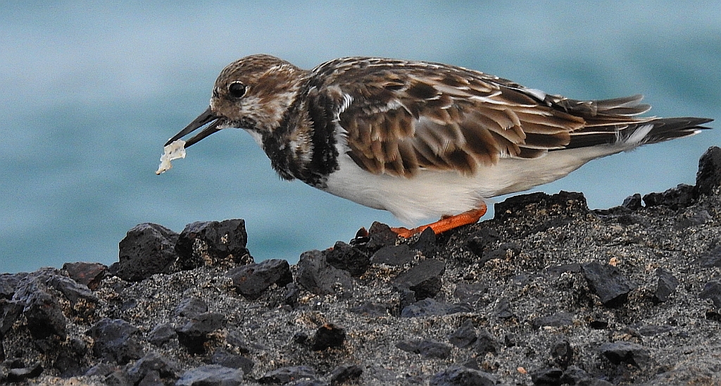 Kamusznik zwyczajny, kamusznik (Arenaria interpres)