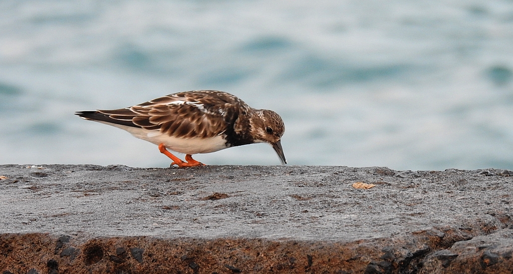 Kamusznik zwyczajny, kamusznik (Arenaria interpres)