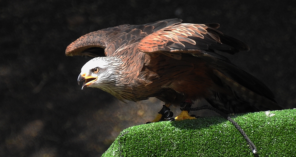 Kania ruda (Milvus milvus)