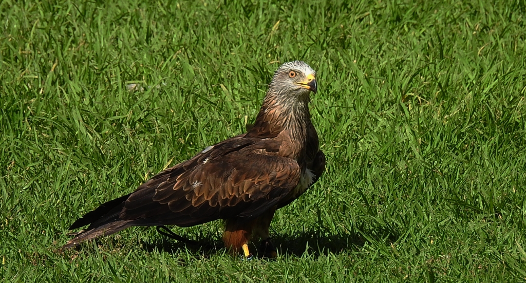Kania ruda (Milvus milvus)