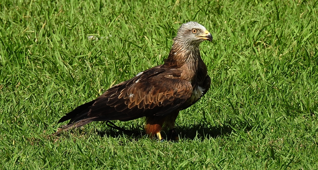 Kania ruda (Milvus milvus)