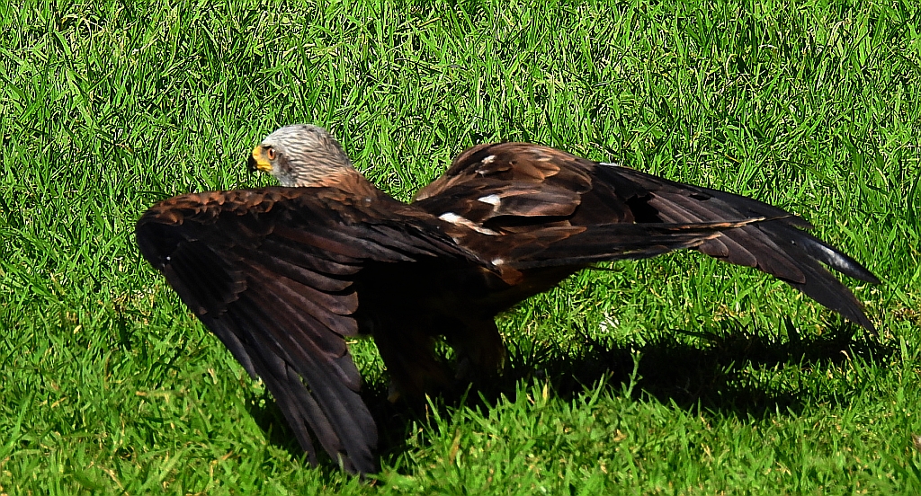 Kania ruda (Milvus milvus)