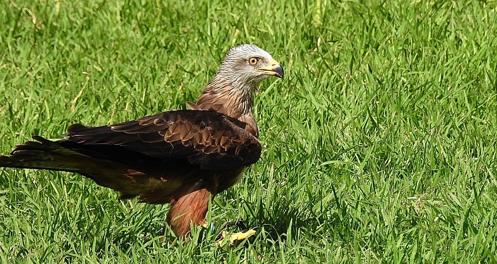 Kania ruda (Milvus milvus)