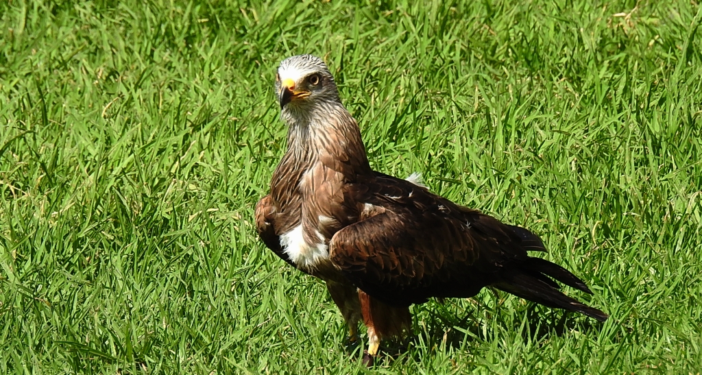Kania ruda (Milvus milvus)