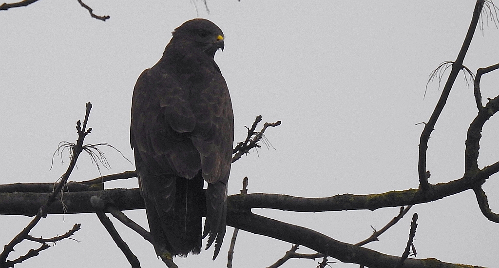 Myszołów zwyczajny, myszołów (Buteo buteo)