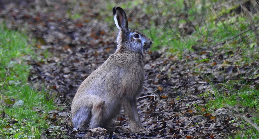 Zając szarak (Lepus europaeus)