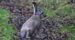 Zając szarak (Lepus europaeus)