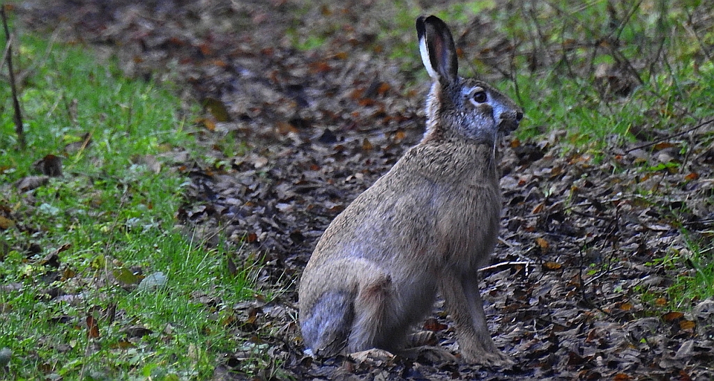 Zając szarak (Lepus europaeus)