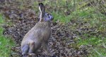 Zając szarak (Lepus europaeus)