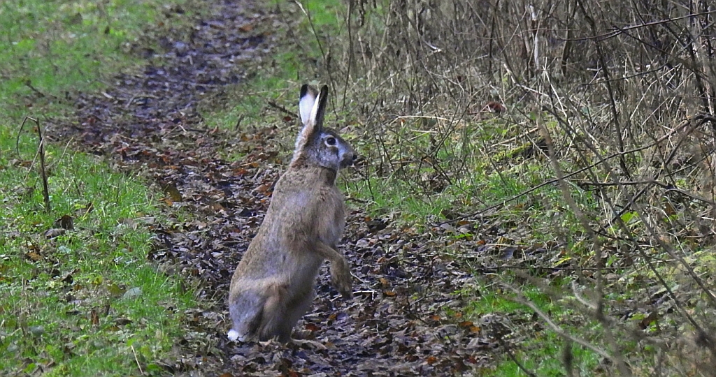 Zając szarak (Lepus europaeus)