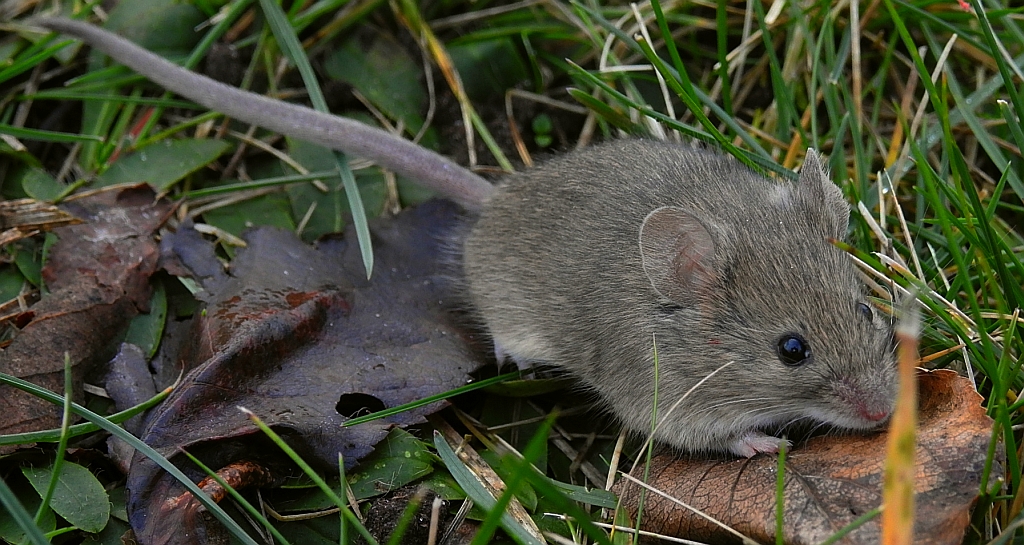 Myszarka zaroślowa, mysz zaroślowa (Apodemus sylvaticus)