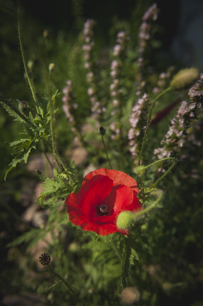 Mak polny (Papaver rhoeas)