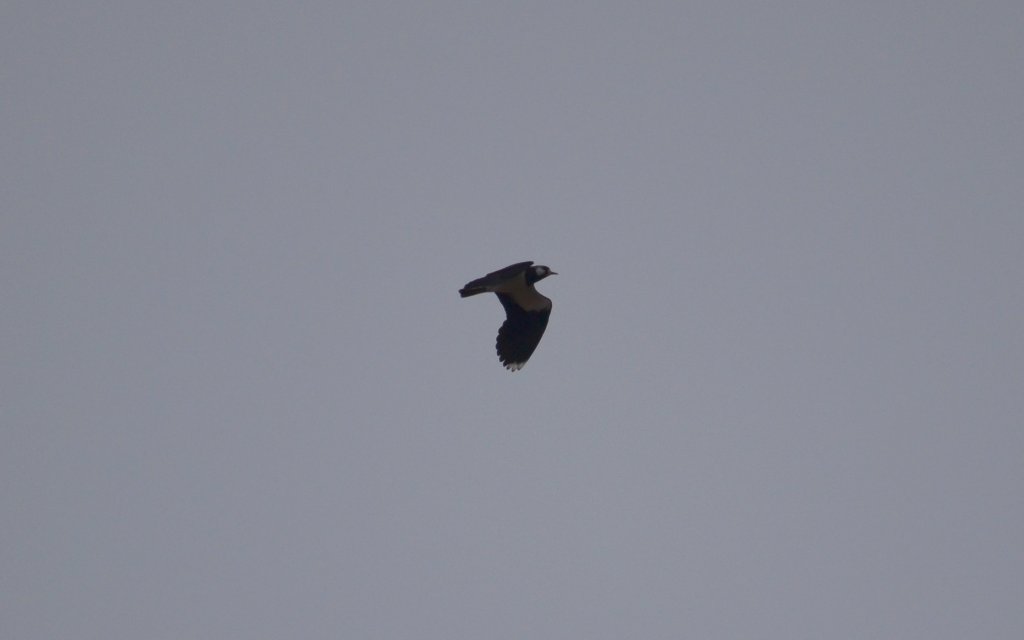 Czajka zwyczajna, czajka, czajka pospolita (Vanellus vanellus)