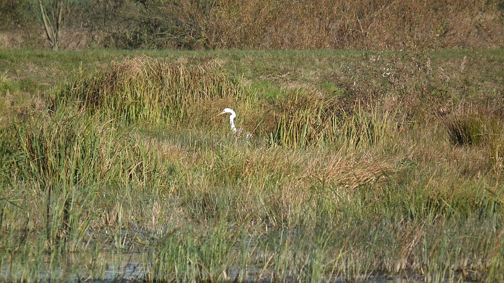 Czapla biała (Ardea alba)