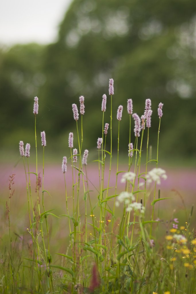Rdest wężownik (Polygonum bistorta)
