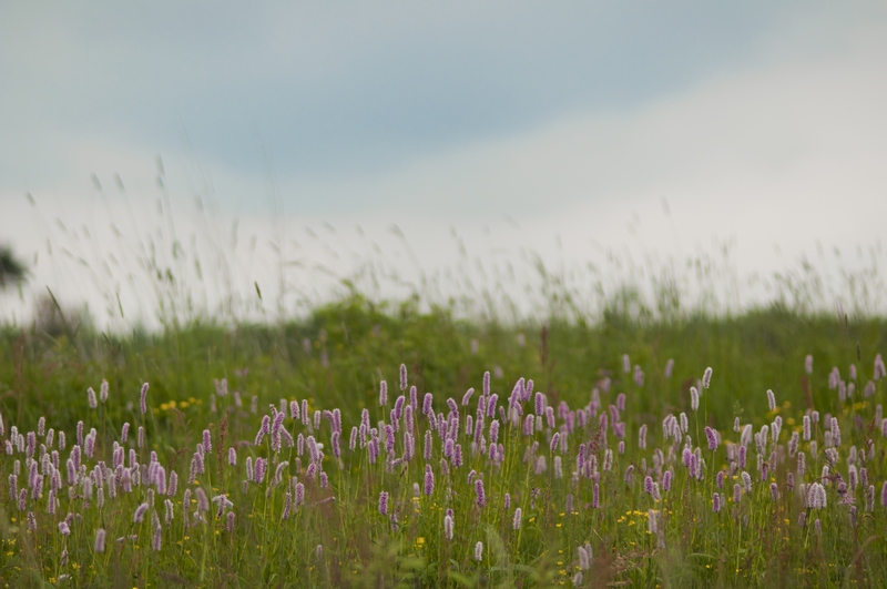 Rdest wężownik (Polygonum bistorta)
