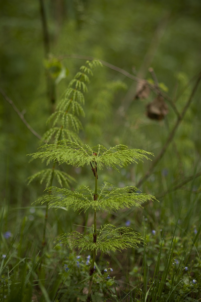 Skrzyp polny (Equisetum arvense)