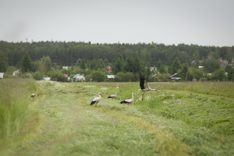Bocian biały (Ciconia ciconia)