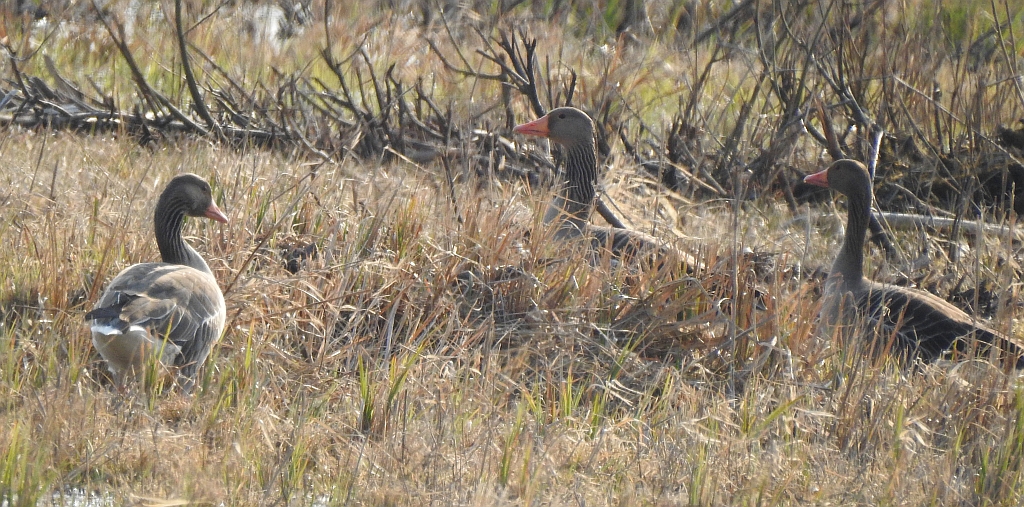 Gęgawa, gęś gęgawa (Anser anser)