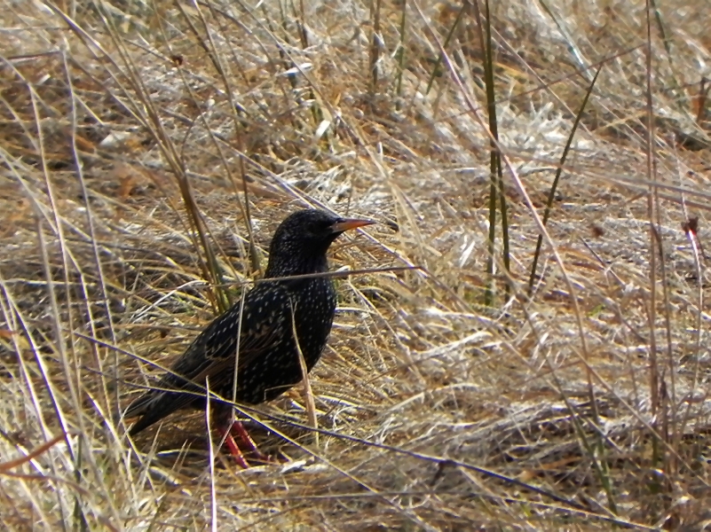 Szpak (Sturnus vulgaris)