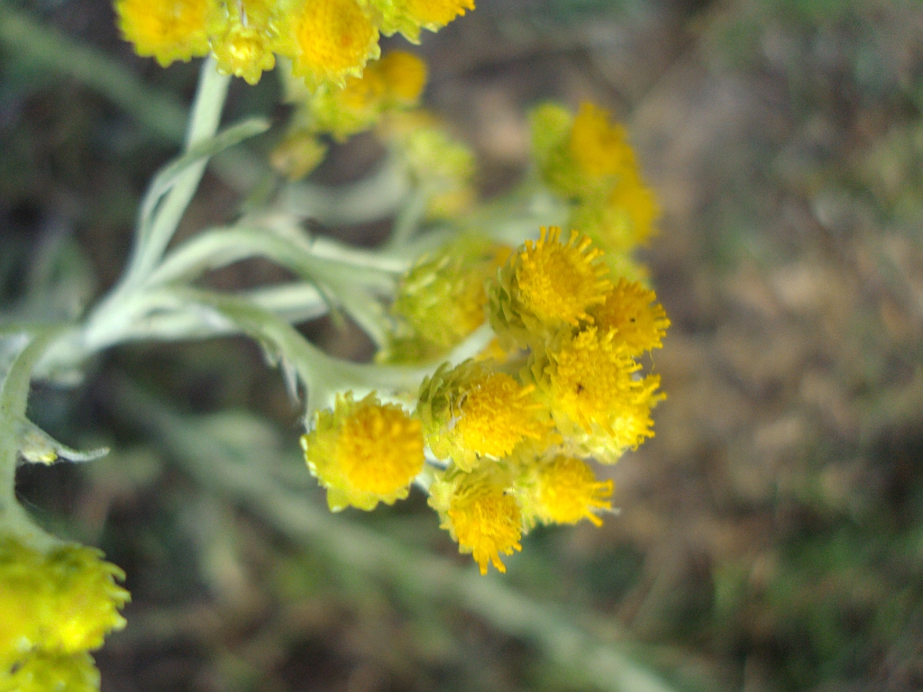 Kocanki piaskowe Helichrysum arenarium