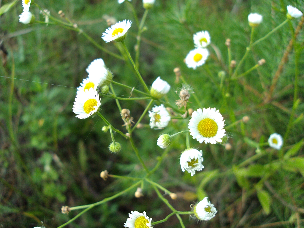 Rumianek pospolity Chamomilla recutita, Matricaria chamomilla