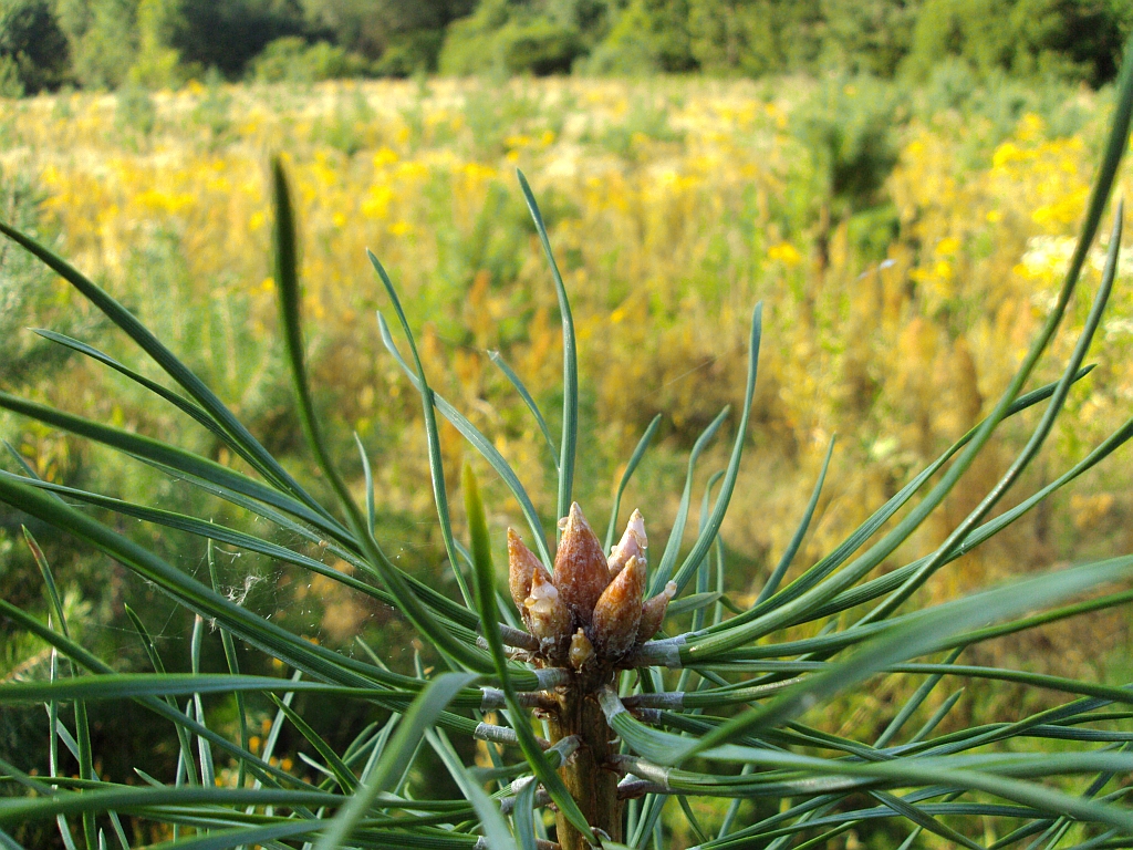 Sosna (Pinus)